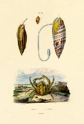 Emerald Crab 1833-39