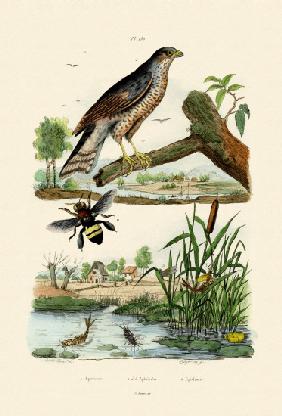Eurasian Sparrowhawk 1833-39