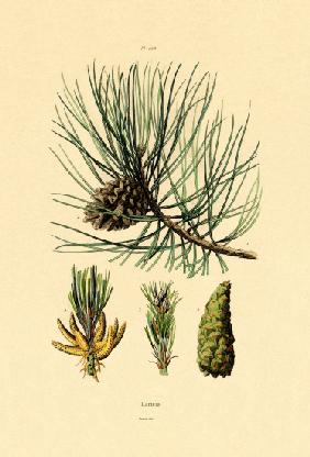 European Black Pine 1833-39