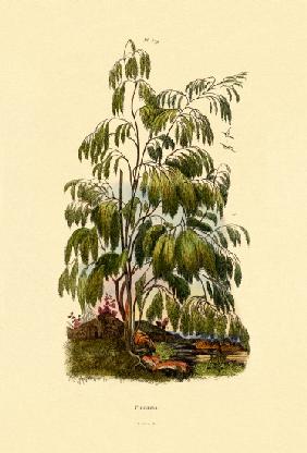 Evergreen Bush 1833-39