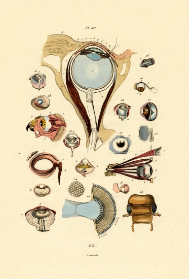 Eyes von French School, (19th century)