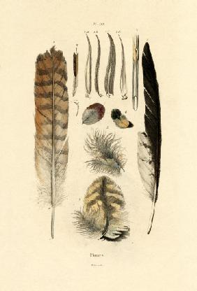Feathers 1833-39