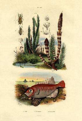 Field Horsetail 1833-39