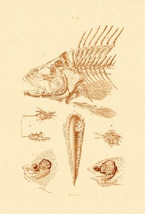 Fish 1833-39
