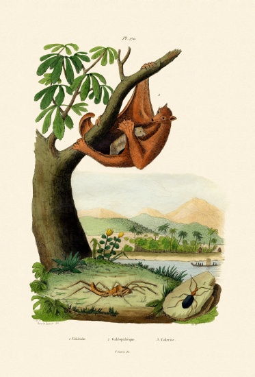 Flying Lemur von French School, (19th century)