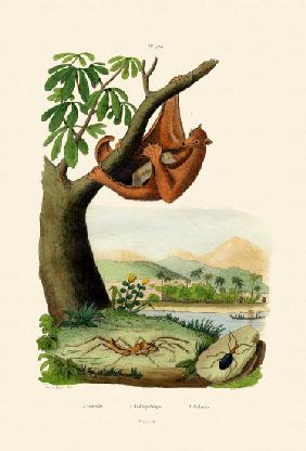 Flying Lemur 1833-39