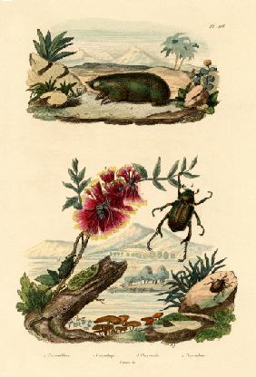 Golden Mole 1833-39
