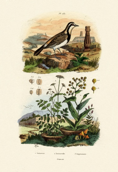 Imitator Sparrowhawk von French School, (19th century)