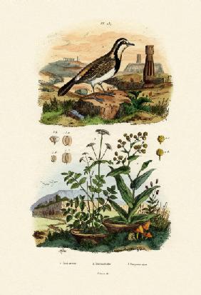 Imitator Sparrowhawk 1833-39