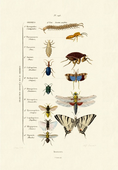 Insects von French School, (19th century)
