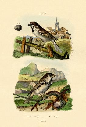 Italian Sparrow 1833-39