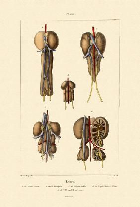 Kidney 1833-39