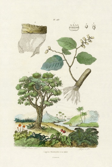 Lacebark Tree von French School, (19th century)