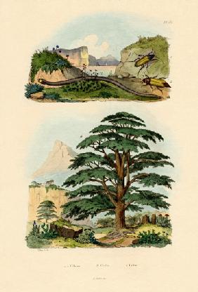 Lebanon Cedar 1833-39