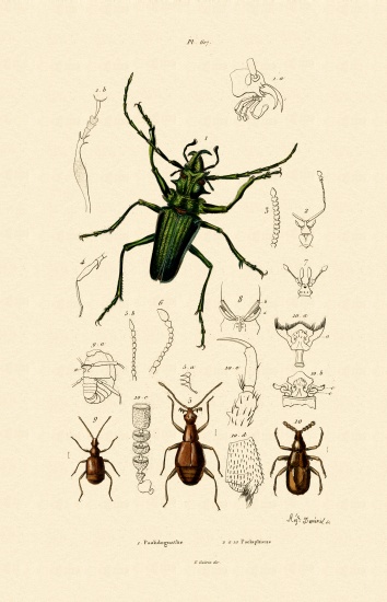 Long-horned Beetle von French School, (19th century)