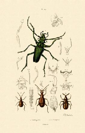 Long-horned Beetle 1833-39