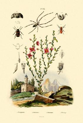 Long-jawed Spider 1833-39