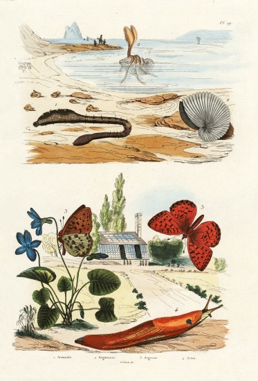 Lungworm von French School, (19th century)