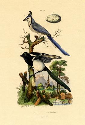 Magpie Jay 1833-39