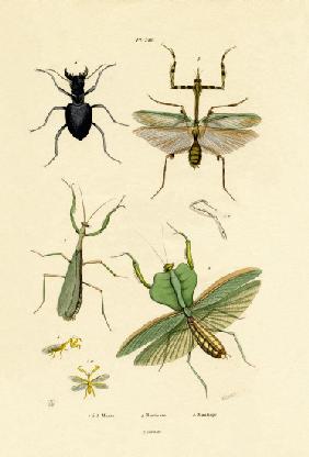 Mantis 1833-39