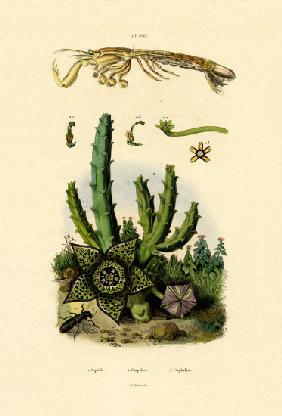 Mantis Shrimp 1833-39