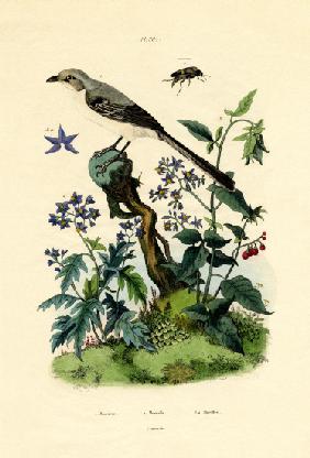 Mockingbird 1833-39