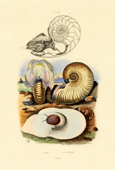 Moon Snail von French School, (19th century)