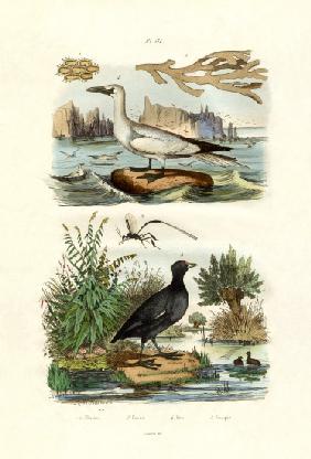 Moss Animal 1833-39