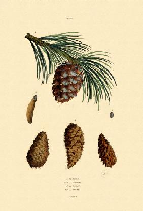 Mountain Pine 1833-39