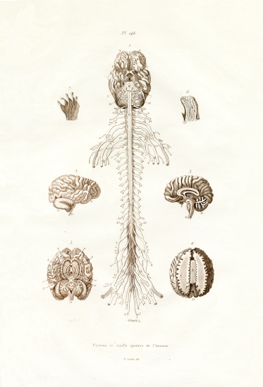 Nervous system von French School, (19th century)