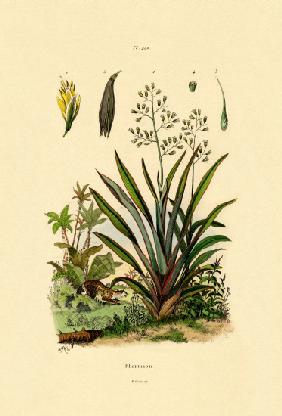 New Zealand Flax 1833-39