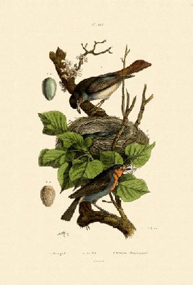 Nightingale 1833-39