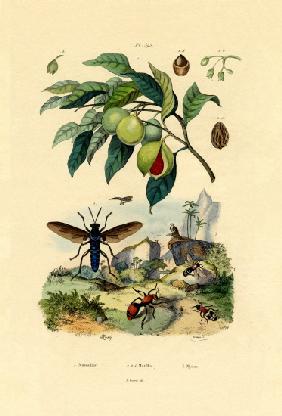 Nutmeg 1833-39