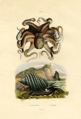 Octopus 1833-39