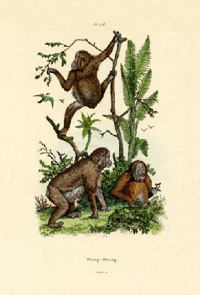 Orangutan 1833-39