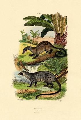 Palm Civets 1833-39