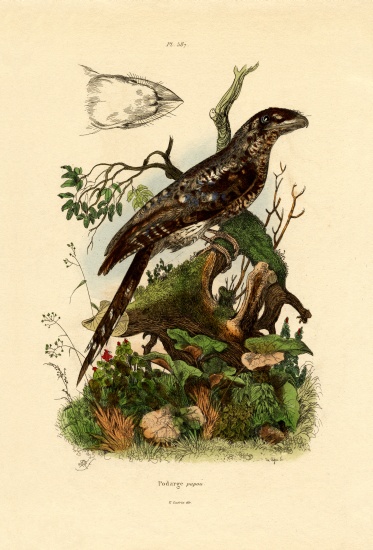 Papuan Frogmouth von French School, (19th century)