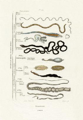 Parasites 1833-39