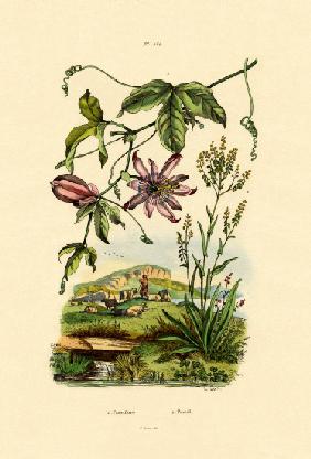 Passion Flower 1833-39