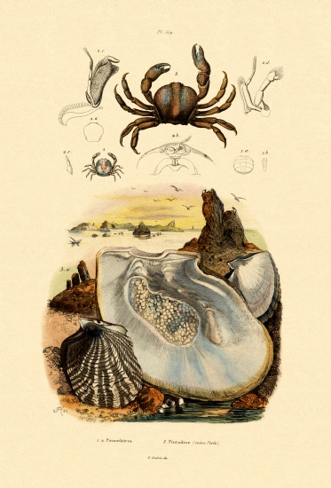 Pea Crab von French School, (19th century)
