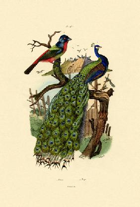 Peacock 1833-39