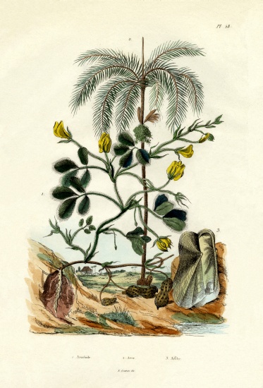 Peanut Plant von French School, (19th century)