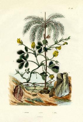 Peanut Plant 1833-39