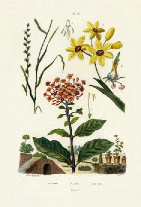 Perennial Ryegrass 1833-39