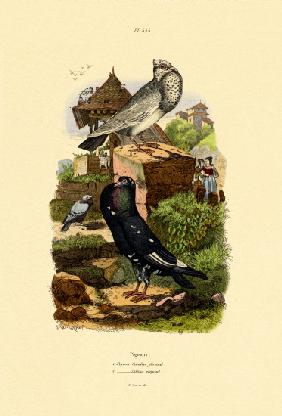 Pigeons 1833-39