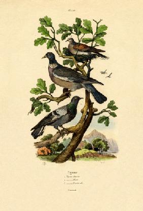 Pigeons 1833-39