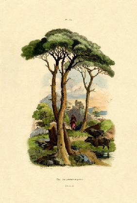 Pine Tree 1833-39