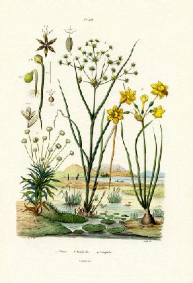 Pipewort 1833-39