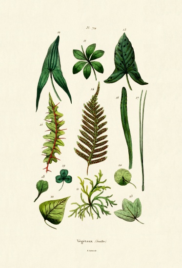 Plants von French School, (19th century)