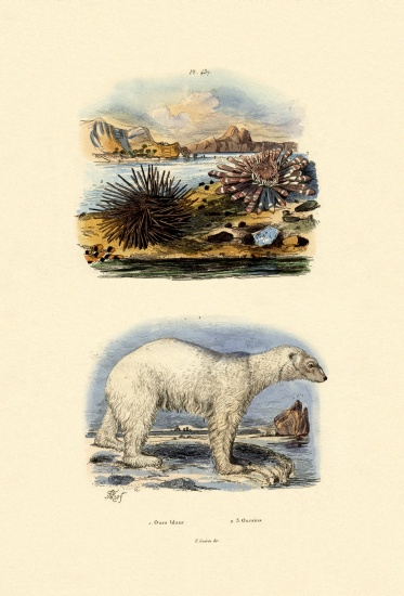 Polar Bear von French School, (19th century)